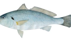 Silver-Croaker
