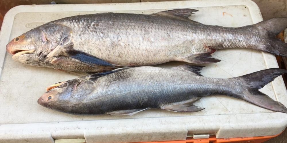 Indian salmon fish