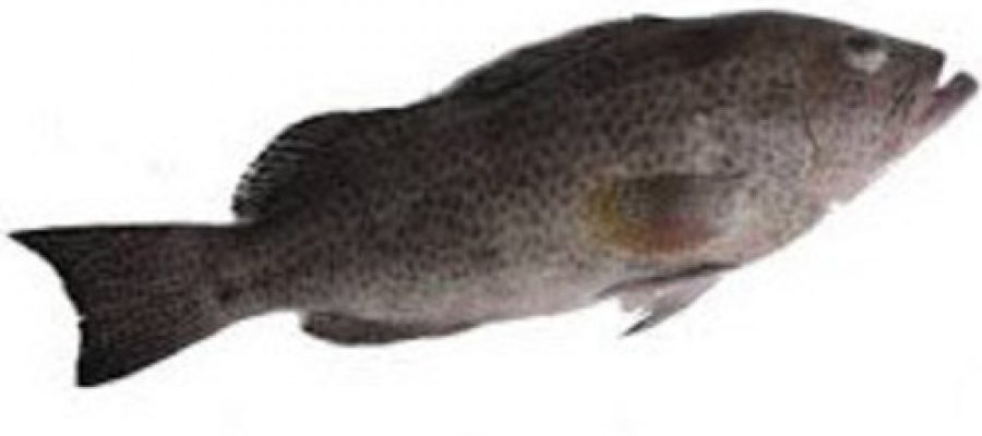 GREY GROUPER