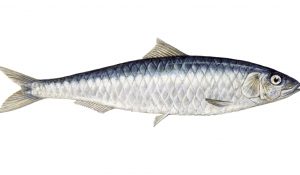 sardine